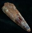 Long Spinosaurus Tooth #7087-1